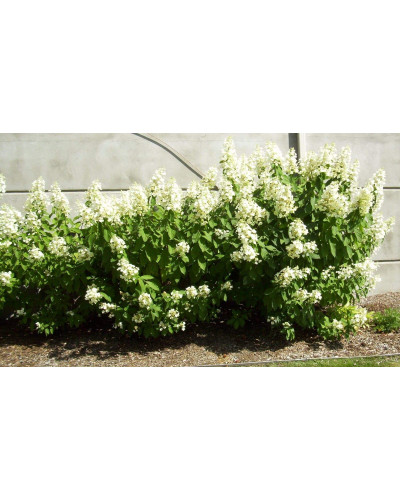 Гортензія волотиста Юнік | Hydrangea paniculata Unique | Гортензия метельчатая Юник