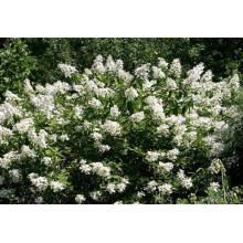 Гортензія волотиста Юнік | Hydrangea paniculata Unique | Гортензия метельчатая Юник