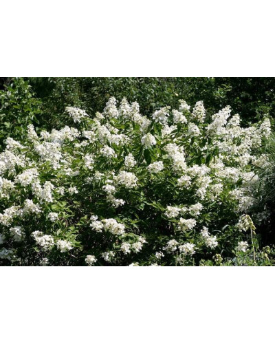 Гортензія волотиста Юнік | Hydrangea paniculata Unique | Гортензия метельчатая Юник