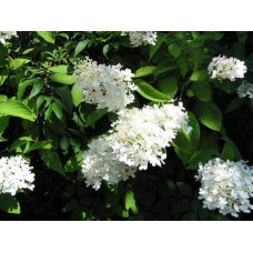 Гортензія волотиста Юнік | Hydrangea paniculata Unique | Гортензия метельчатая Юник