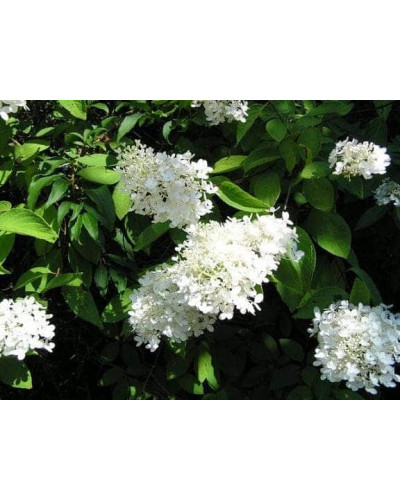 Гортензія волотиста Юнік | Hydrangea paniculata Unique | Гортензия метельчатая Юник
