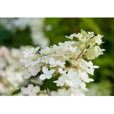 Гортензія волотиста Юнік | Hydrangea paniculata Unique | Гортензия метельчатая Юник