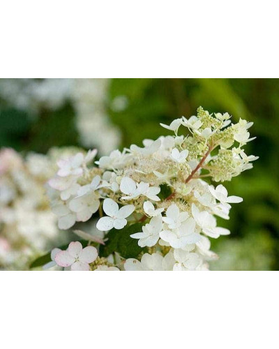Гортензія волотиста Юнік | Hydrangea paniculata Unique | Гортензия метельчатая Юник