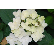 Гортензія волотиста Юнік | Hydrangea paniculata Unique | Гортензия метельчатая Юник