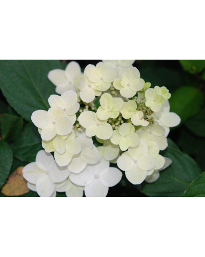 Гортензія волотиста Юнік | Hydrangea paniculata Unique | Гортензия метельчатая Юник