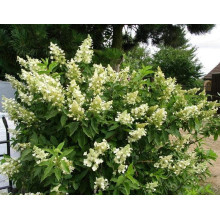 Гортензія волотиста Юнік | Hydrangea paniculata Unique | Гортензия метельчатая Юник
