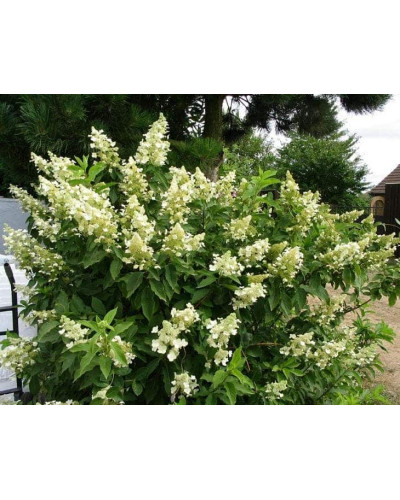 Гортензія волотиста Юнік | Hydrangea paniculata Unique | Гортензия метельчатая Юник