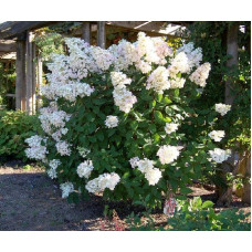 Гортензія волотиста Юнік | Hydrangea paniculata Unique | Гортензия метельчатая Юник