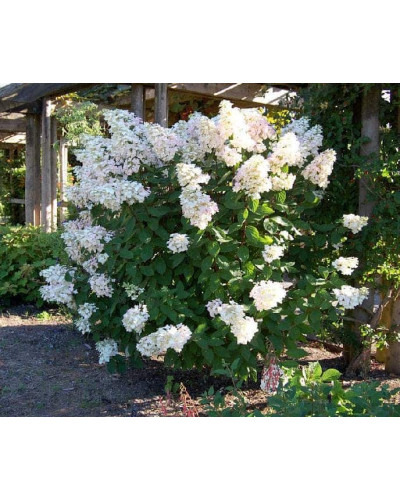 Гортензія волотиста Юнік | Hydrangea paniculata Unique | Гортензия метельчатая Юник
