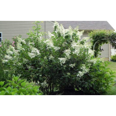 Гортензія волотиста Юнік | Hydrangea paniculata Unique | Гортензия метельчатая Юник