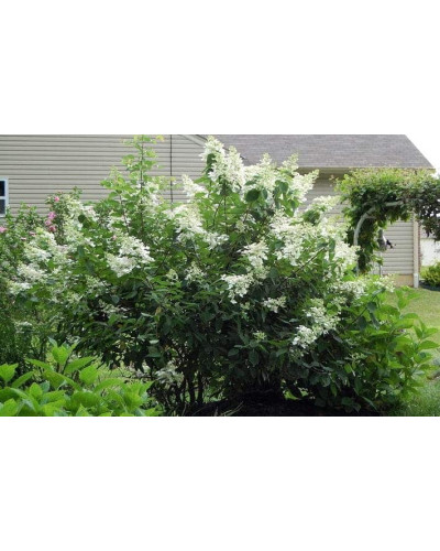 Гортензія волотиста Юнік | Hydrangea paniculata Unique | Гортензия метельчатая Юник