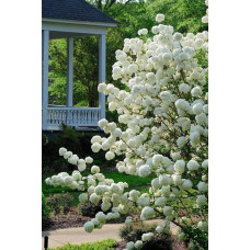 Калина звичайна Розеум / Бульденеж (біла куля) | Viburnum opulus Roseum / Snowball (white ball) | Viburnum opulus Roseum / Snowball (white ball)