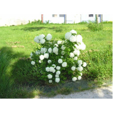 Калина звичайна Розеум / Бульденеж (біла куля) | Viburnum opulus Roseum / Snowball (white ball) | Viburnum opulus Roseum / Snowball (white ball)