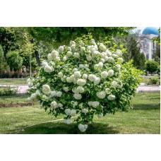 Калина звичайна Розеум / Бульденеж (біла куля) | Viburnum opulus Roseum / Snowball (white ball) | Viburnum opulus Roseum / Snowball (white ball)