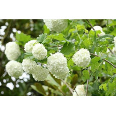 Калина звичайна Розеум / Бульденеж (біла куля) | Viburnum opulus Roseum / Snowball (white ball) | Viburnum opulus Roseum / Snowball (white ball)