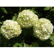 Калина звичайна Розеум / Бульденеж (біла куля) | Viburnum opulus Roseum / Snowball (white ball) | Viburnum opulus Roseum / Snowball (white ball)