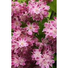 Дейція гібридна Строберрі Філдс | Deutzia hybrida Strawberry Fields | Дейция гибридная Строберри Филдс