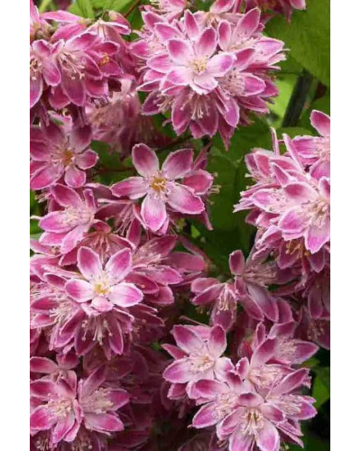 Дейція гібридна Строберрі Філдс | Deutzia hybrida Strawberry Fields | Дейция гибридная Строберри Филдс