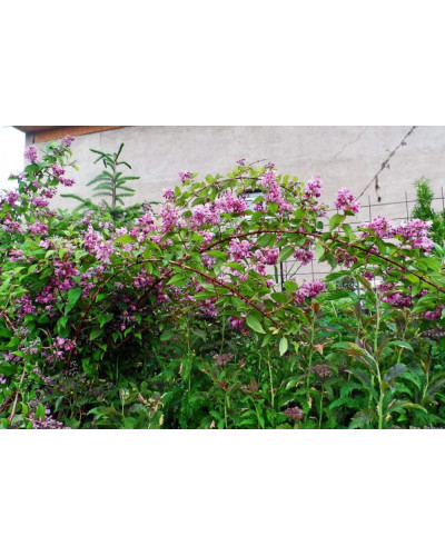 Дейція гібридна Строберрі Філдс | Deutzia hybrida Strawberry Fields | Дейция гибридная Строберри Филдс