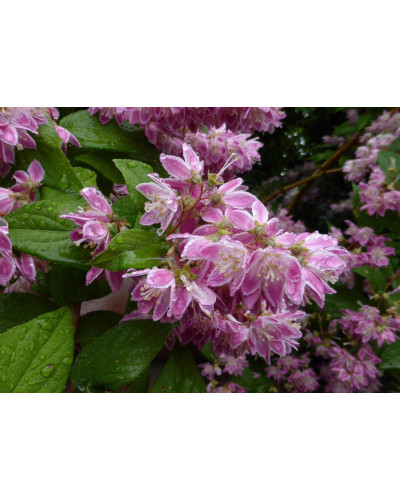 Дейція гібридна Строберрі Філдс | Deutzia hybrida Strawberry Fields | Дейция гибридная Строберри Филдс