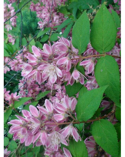 Дейція гібридна Строберрі Філдс | Deutzia hybrida Strawberry Fields | Дейция гибридная Строберри Филдс