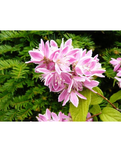 Дейція гібридна Строберрі Філдс | Deutzia hybrida Strawberry Fields | Дейция гибридная Строберри Филдс