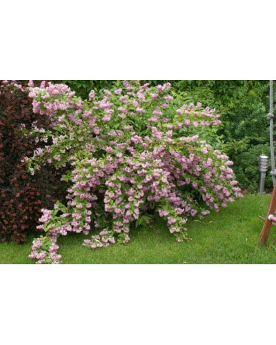 Дейція гібридна Строберрі Філдс | Deutzia hybrida Strawberry Fields | Дейция гибридная Строберри Филдс