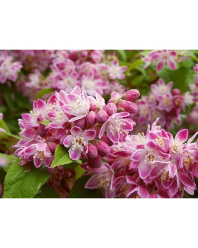 Дейція гібридна Строберрі Філдс | Deutzia hybrida Strawberry Fields | Дейция гибридная Строберри Филдс