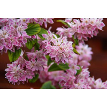 Дейція гібридна Строберрі Філдс | Deutzia hybrida Strawberry Fields | Дейция гибридная Строберри Филдс