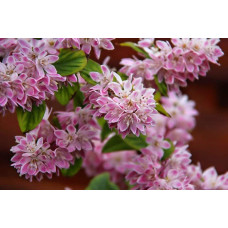 Дейція гібридна Строберрі Філдс | Deutzia hybrida Strawberry Fields | Дейция гибридная Строберри Филдс