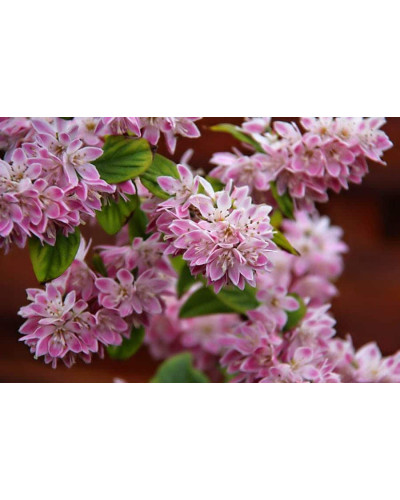 Дейція гібридна Строберрі Філдс | Deutzia hybrida Strawberry Fields | Дейция гибридная Строберри Филдс