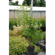 Дейція гібридна Строберрі Філдс | Deutzia hybrida Strawberry Fields | Дейция гибридная Строберри Филдс