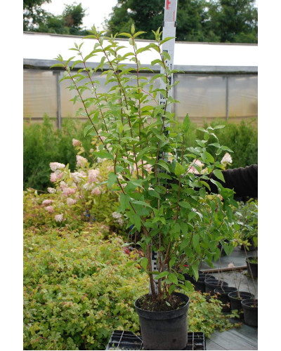 Дейція гібридна Строберрі Філдс | Deutzia hybrida Strawberry Fields | Дейция гибридная Строберри Филдс