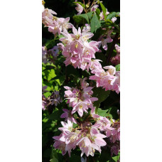 Дейція гібридна Строберрі Філдс | Deutzia hybrida Strawberry Fields | Дейция гибридная Строберри Филдс