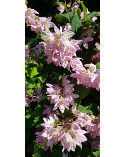Дейція гібридна Строберрі Філдс | Deutzia hybrida Strawberry Fields | Дейция гибридная Строберри Филдс