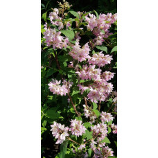 Дейція гібридна Строберрі Філдс | Deutzia hybrida Strawberry Fields | Дейция гибридная Строберри Филдс