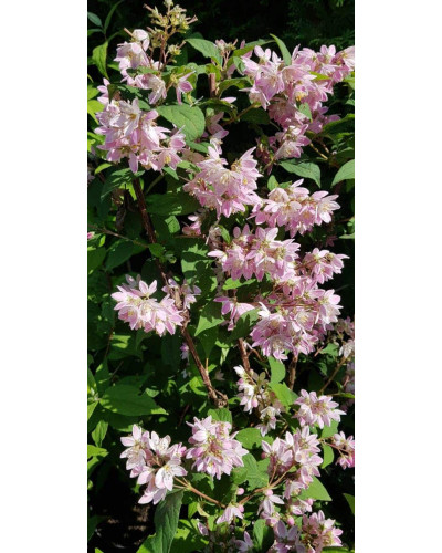 Дейція гібридна Строберрі Філдс | Deutzia hybrida Strawberry Fields | Дейция гибридная Строберри Филдс
