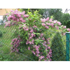 Дейція гібридна Строберрі Філдс | Deutzia hybrida Strawberry Fields | Дейция гибридная Строберри Филдс