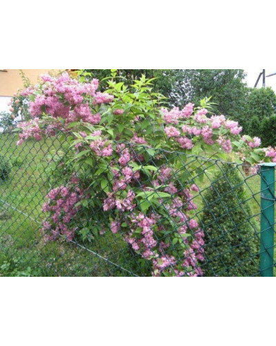 Дейція гібридна Строберрі Філдс | Deutzia hybrida Strawberry Fields | Дейция гибридная Строберри Филдс