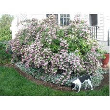 Дейція гібридна Строберрі Філдс | Deutzia hybrida Strawberry Fields | Дейция гибридная Строберри Филдс