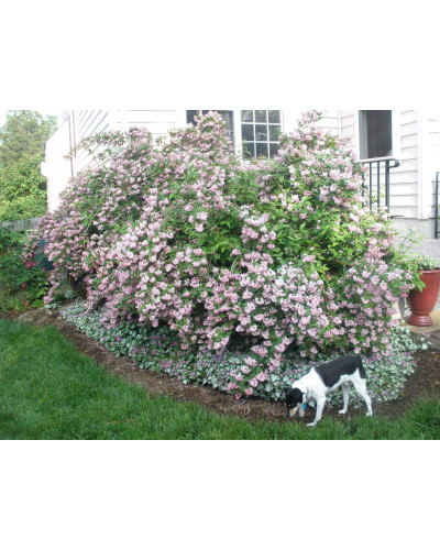Дейція гібридна Строберрі Філдс | Deutzia hybrida Strawberry Fields | Дейция гибридная Строберри Филдс