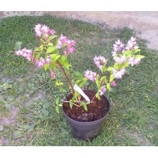 Дейція гібридна Строберрі Філдс | Deutzia hybrida Strawberry Fields | Дейция гибридная Строберри Филдс