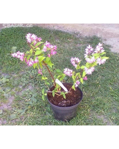 Дейція гібридна Строберрі Філдс | Deutzia hybrida Strawberry Fields | Дейция гибридная Строберри Филдс