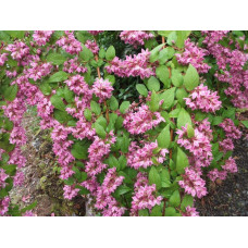 Дейція гібридна Строберрі Філдс | Deutzia hybrida Strawberry Fields | Дейция гибридная Строберри Филдс
