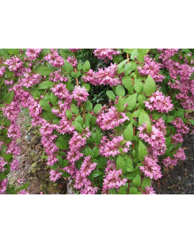 Дейція гібридна Строберрі Філдс | Deutzia hybrida Strawberry Fields | Дейция гибридная Строберри Филдс