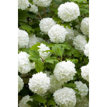 Калина звичайна Ескімо | Viburnum opulus Eskimo | Калина обыкновенная Эскимо