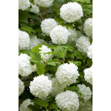 Калина звичайна Ескімо | Viburnum opulus Eskimo | Калина обыкновенная Эскимо