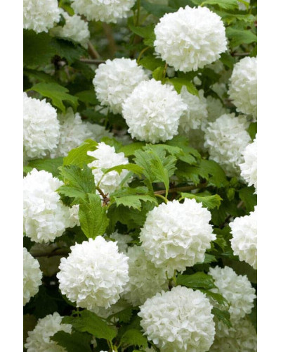 Калина звичайна Ескімо | Viburnum opulus Eskimo | Калина обыкновенная Эскимо