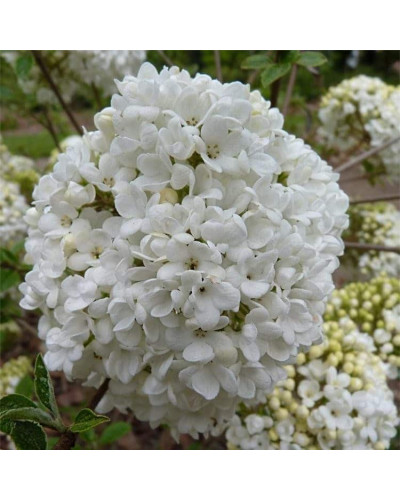 Калина звичайна Ескімо | Viburnum opulus Eskimo | Калина обыкновенная Эскимо