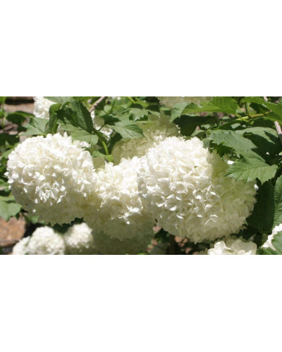 Калина звичайна Ескімо | Viburnum opulus Eskimo | Калина обыкновенная Эскимо